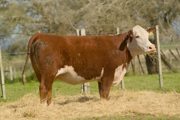 Lote RP 9320