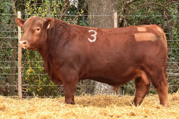 Lote TOROS ANGUS PC