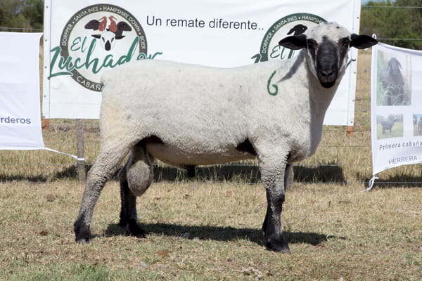 Lote OVINO HAMPSHIRE D. MACHO PP