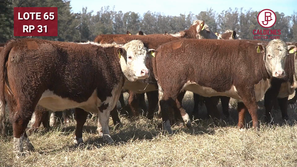 Lote VAQUILLONA PR PREÑADA PARICIÓN PRIMAVERA