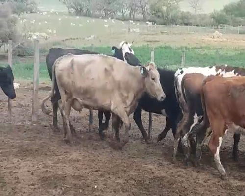 Lote (Vendido)28 Vacas de Invernada 12NO - 1CHL - 15HE/ AA 420kg -  en POLANCOS