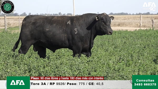 Lote """EL MATACO"" Toros"