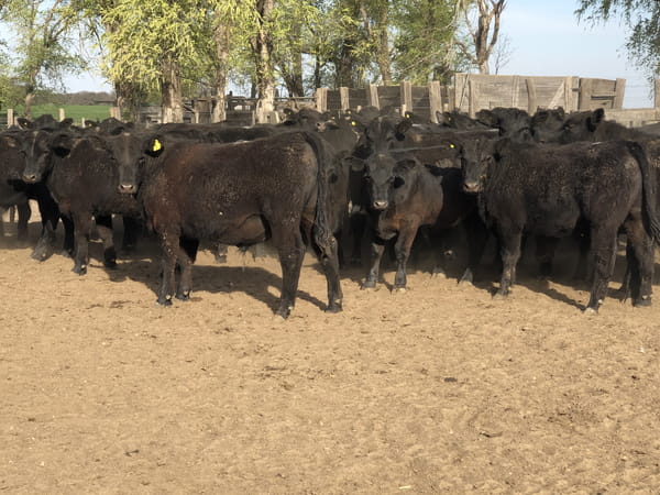Lote 65 Novillitos en Anguil, La Pampa