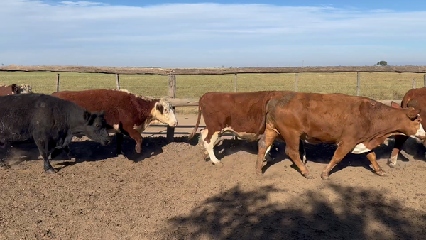 Lote 55 Vaca Consumo