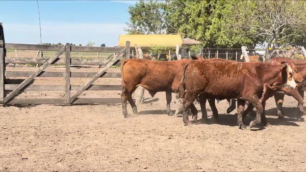 Lote 200 Terneros