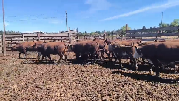 Lote 20 Vaquilla Gorda en Los Ángeles, VIII Región Biobío