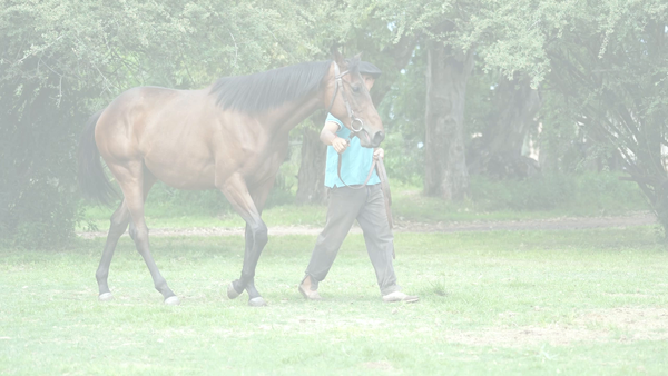 Lote MISTERIAL (DANIEL BOONE -  MINERVA)