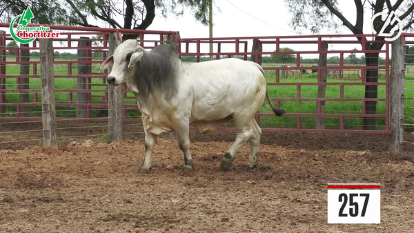 Lote Brahman