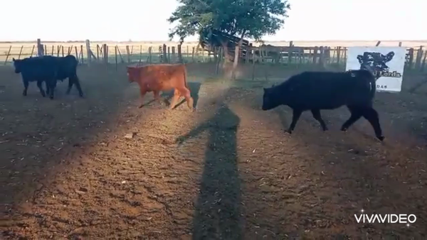 Lote 70 Novillitos en La Plata, Buenos Aires