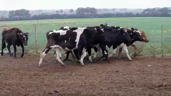 Lote NOVILLOS HOLANDO