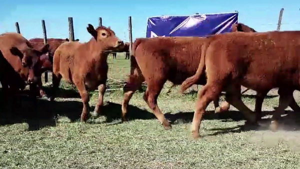 Lote 70 TERNS MACHOS, GUAMINI, PCIA. DE BS. AS.