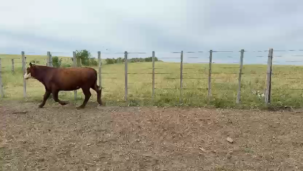 Lote NOVILLOS 1 a 2 AÑOS