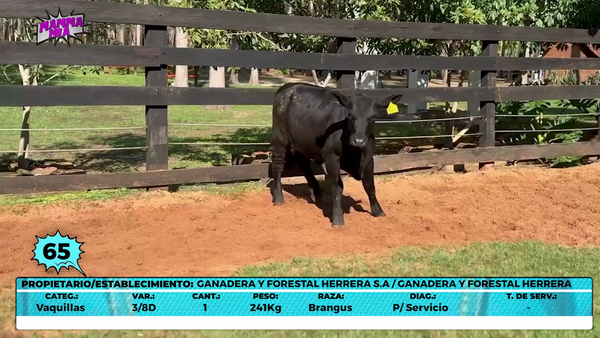 Lote LOTE 65- EN VIVO