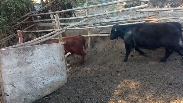 Lote 21 Novillo Engorda en San Antonio, V  Región Valparaíso
