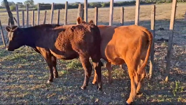 Lote Terneros y terneras