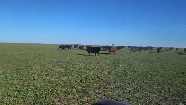 Lote 90 Vacas CUT PÑ en Gral. Lamadrid
