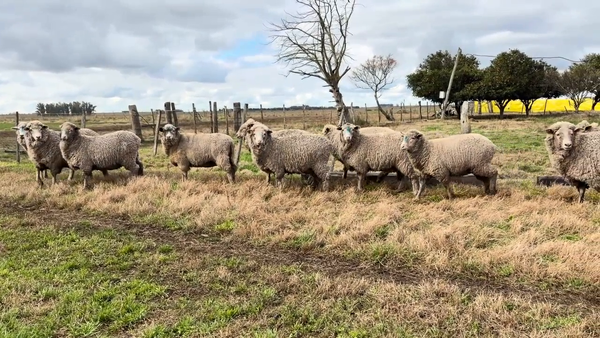 Lote BORREGAS