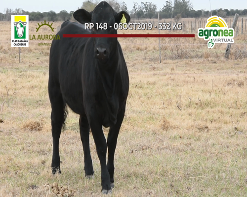 Lote TERNERAS BRANGUS NEGRA "LA AURORA"