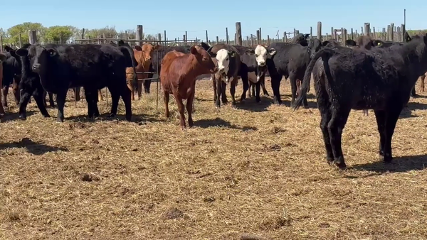 Lote 42 Terneros/as Angus negro y colorado, Hereford y cruza en Col. Marina, Córdoba