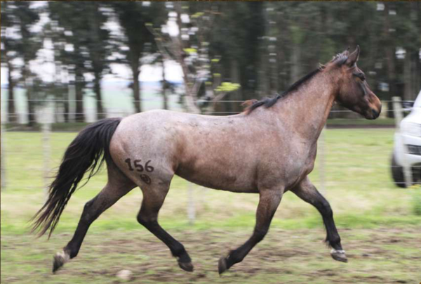 Lote Santa Gloria Bienvenida