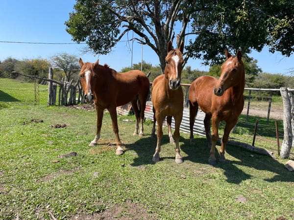 Lote 3 Yeguas Montadas en Corrientes, Curuzú-Cuatiá