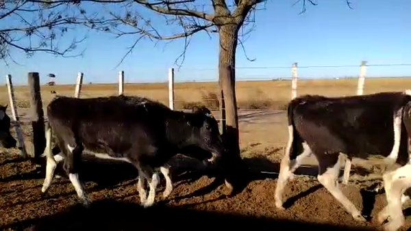 Lote 25 Vaquillonas en Bauer Y Sigel, Santa Fe