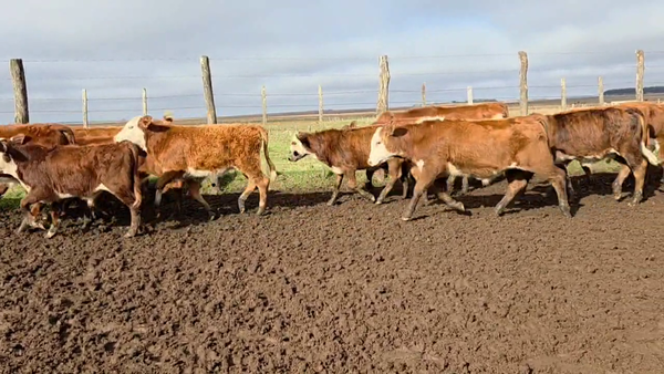 Lote 150 Terneros/as en Corrientes, Santo Tomé