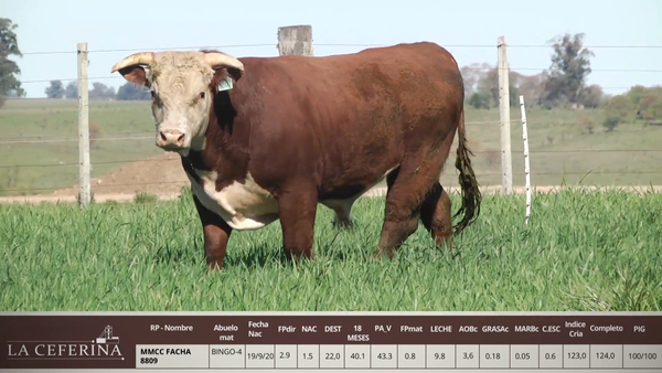 Lote MMCC FACHA 8809