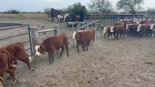 Lote 106 Terneros