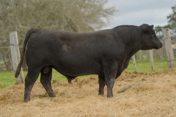Lote RP 367