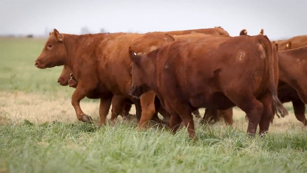 Lote VAQUILLONAS MaS