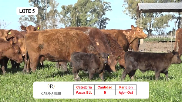 Lote Vientres Paridos MaS - Puros Controlados