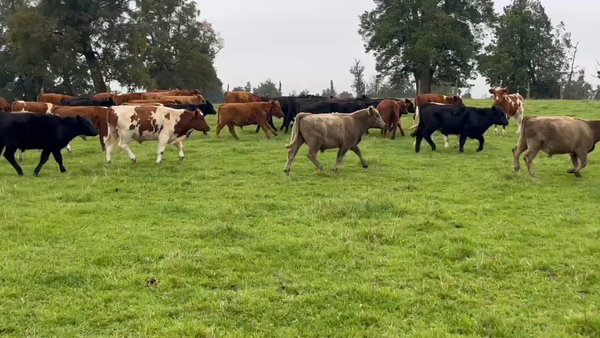 Lote 48 Novillo Engorda en Osorno, X Región Los Lagos