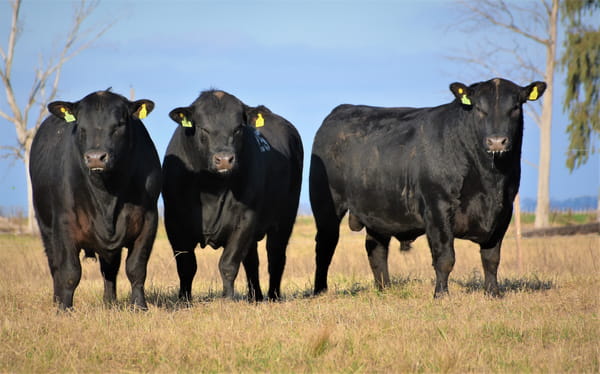 Lote "Cabaña ""Don Felix"" Toros Angus PC"