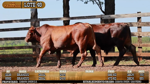 Lote LOTE 48 - PANTALLA