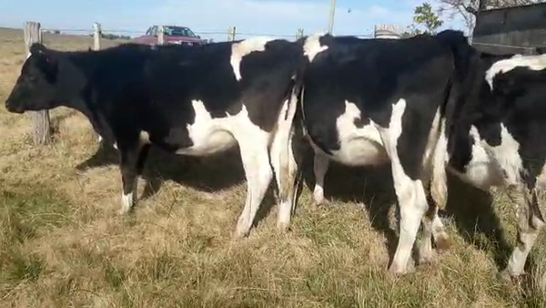 Lote 3 Vaquillonas 1 a 2 años HOLANDO 420kg - , San José