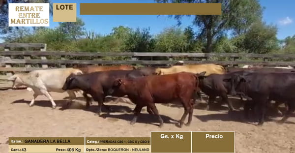 Lote LOTE 29 - 43 PREÑADAS CBO 1 - CBO 0 - CBO 9