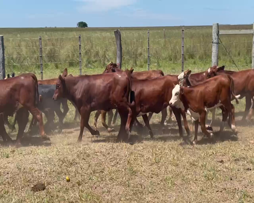 Lote 140 Terneros/as en Ituzaingó, Corrientes