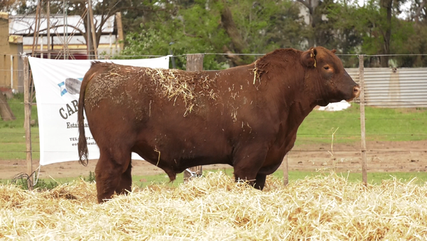 Lote TOROS PUROS CONTROLADOS