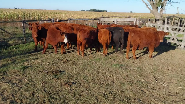Lote 17 Terneros/as en Daireaux