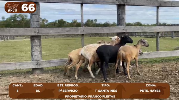 Lote LOTE 66 -POR PANTALLA