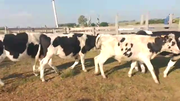 Lote 8 Terneros Hol.