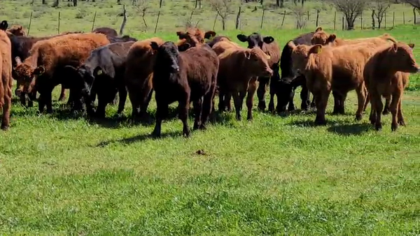 Lote 100 Terneros en Villaguay, Entre Ríos