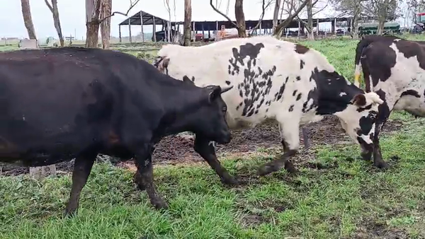Lote 3 Vaquillonas  450kg - , San José