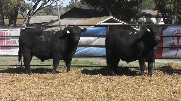 Lote TOROS ANGUS PP