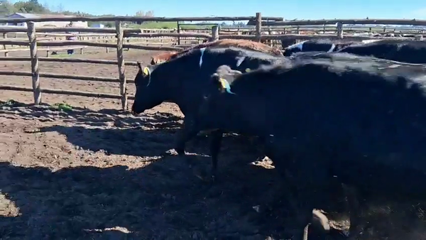 Lote 20 Vaquilla Gorda en Cabrero, VIII Región Biobío