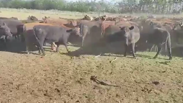 Lote 94 TERN. MACHOS, GRAL. ALVEAR, BS. AS.