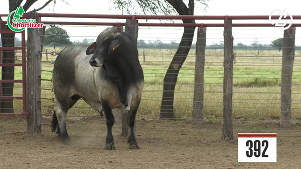 Lote Brahman