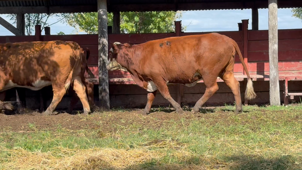 Lote 30 Vaquillonas preñadas