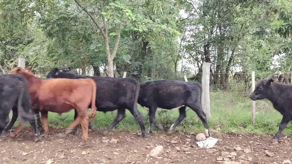 Lote NOVILLOS 1 A 2 AÑOS